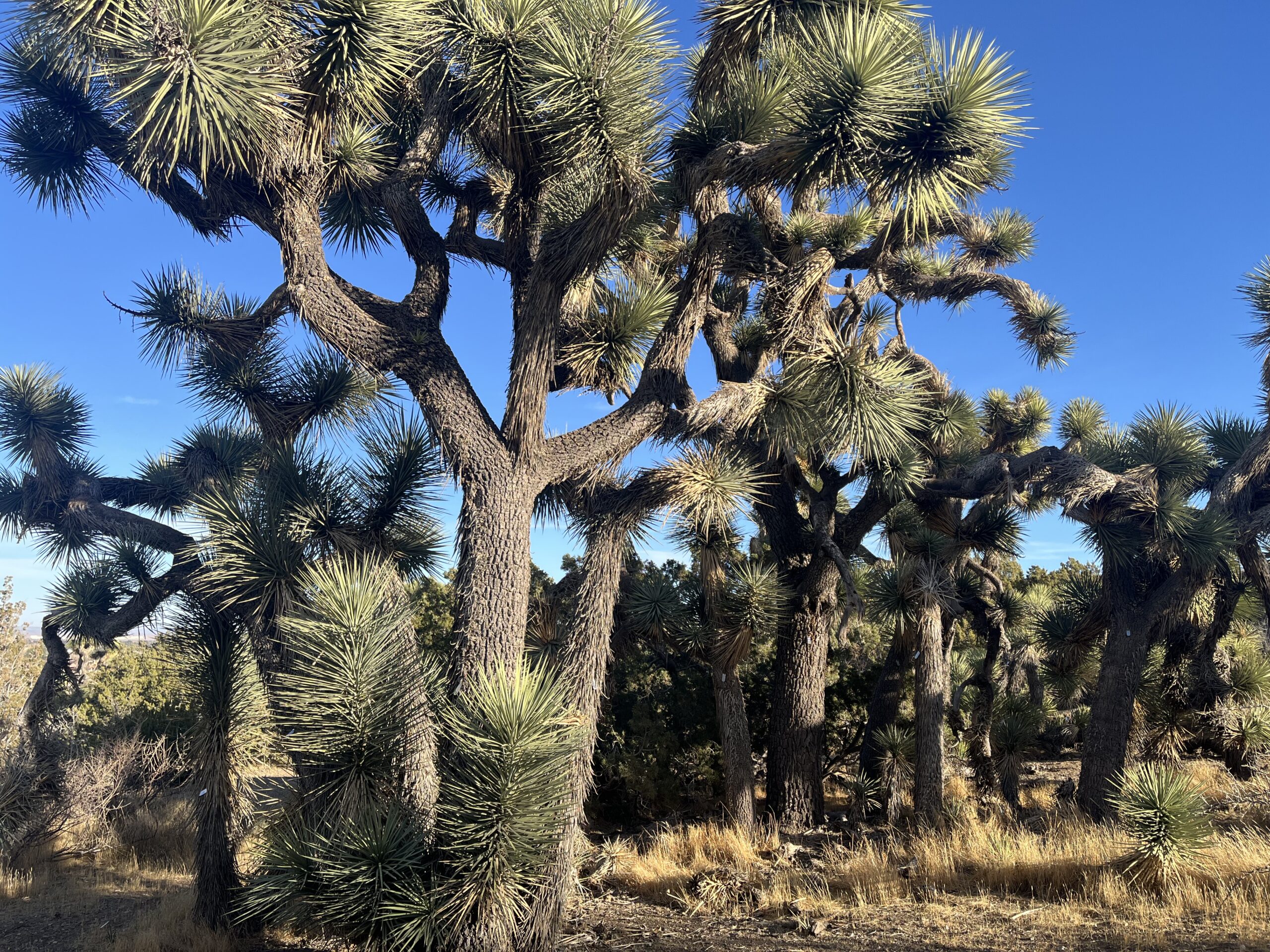 Joshua trees